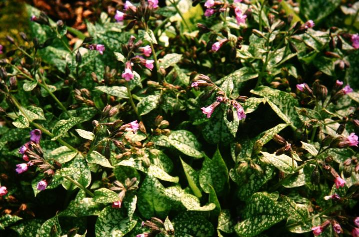 Pulmonaria officinalis 