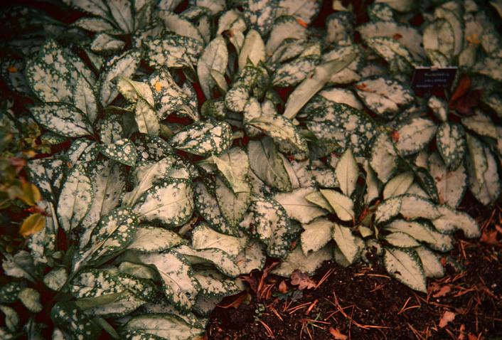 Pulmonaria vallarsae 'Margery Fish' 