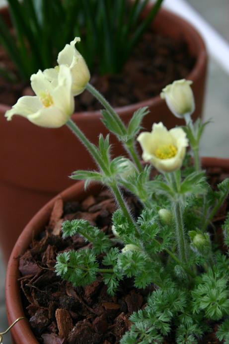 Pulsatilla albana 'Lutea' 