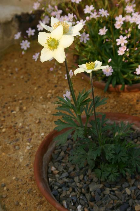 Pulsatilla alpina apiifolia 