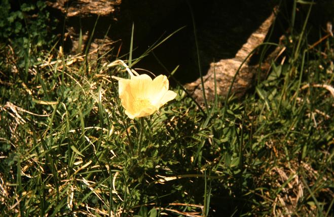 Pulsatilla alpina apiifolia 