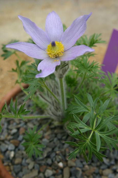 Pulsatilla grandis 