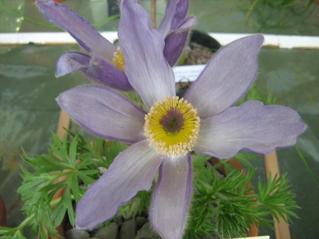 Pulsatilla grandis 