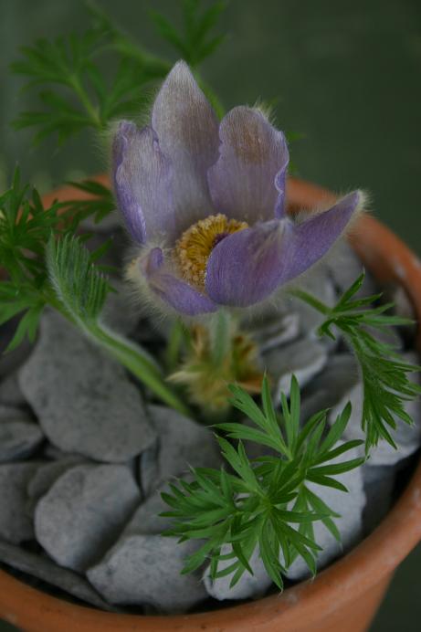 Pulsatilla grandis 