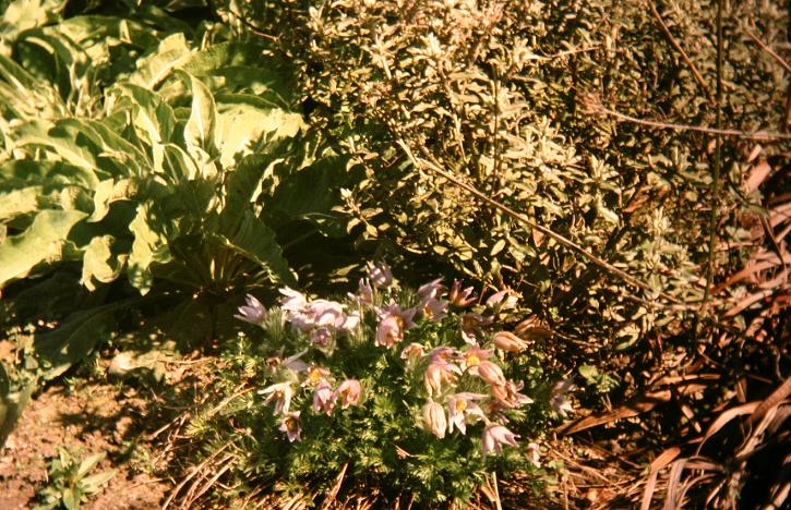 Pulsatilla vulgaris 