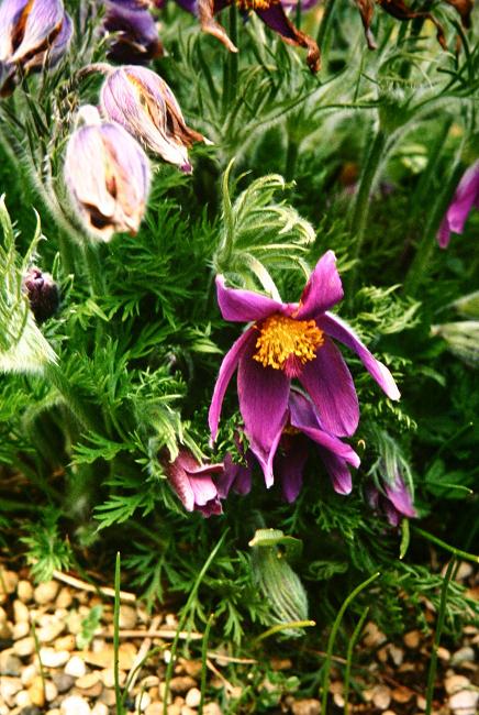 Pulsatilla vulgaris 