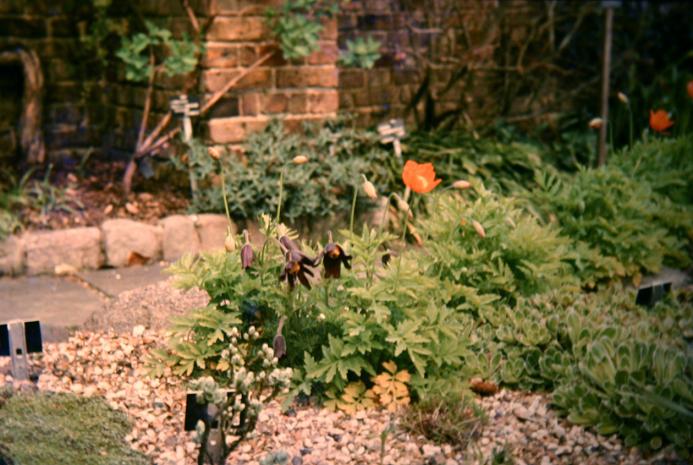 Pulsatilla vulgaris 