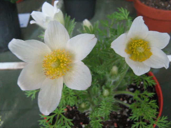 Pulsatilla vulgaris 'Alba' 