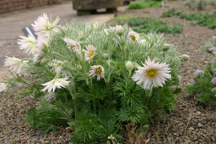 Pulsatilla vulgaris 'Prestbury Strain' 