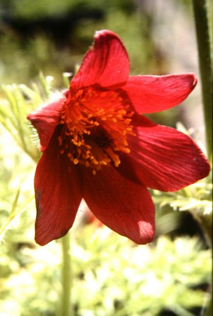 Pulsatilla vulgaris 'Rubra' 