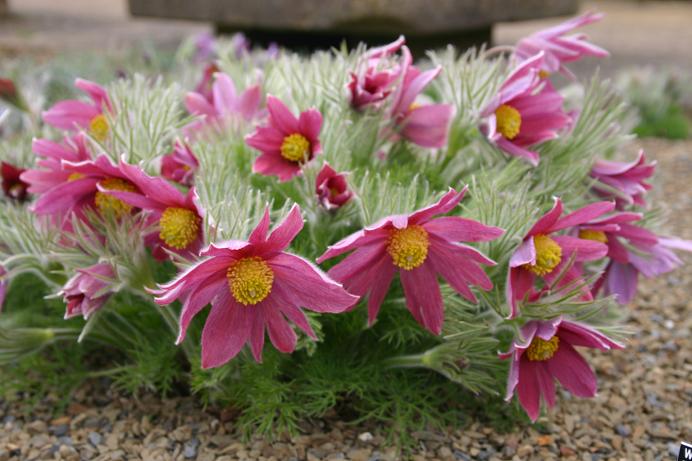 Pulsatilla vulgaris 'Rubra' 