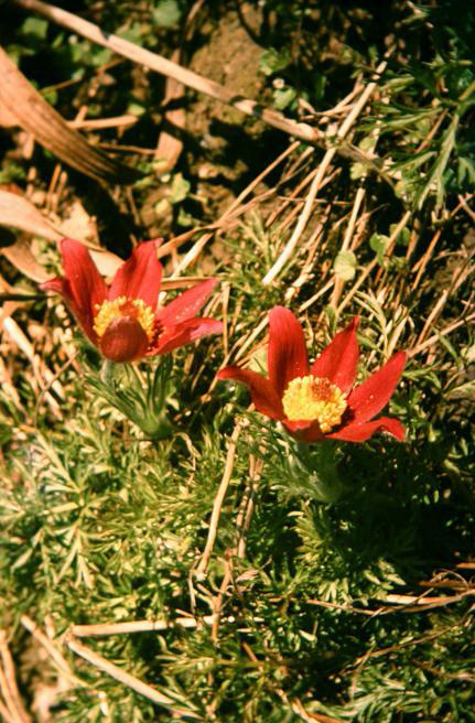 Pulsatilla vulgaris 'Rubra' 