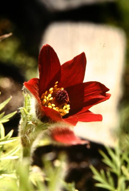 Pulsatilla vulgaris 'Rubra' 