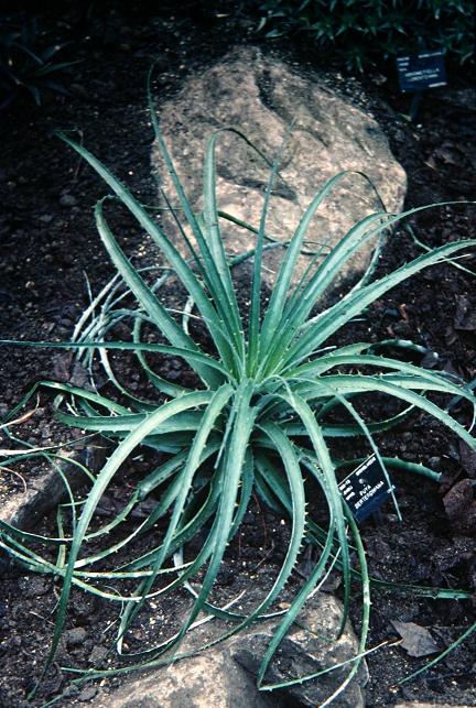 Puya berteroniana 