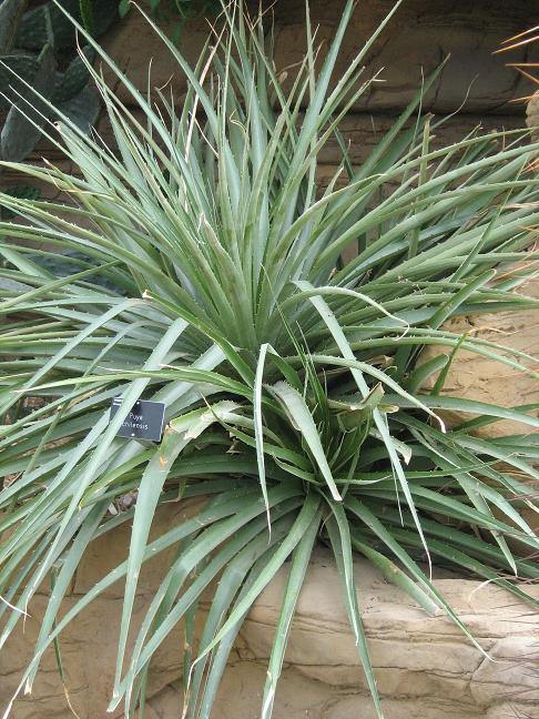 Puya chilensis 