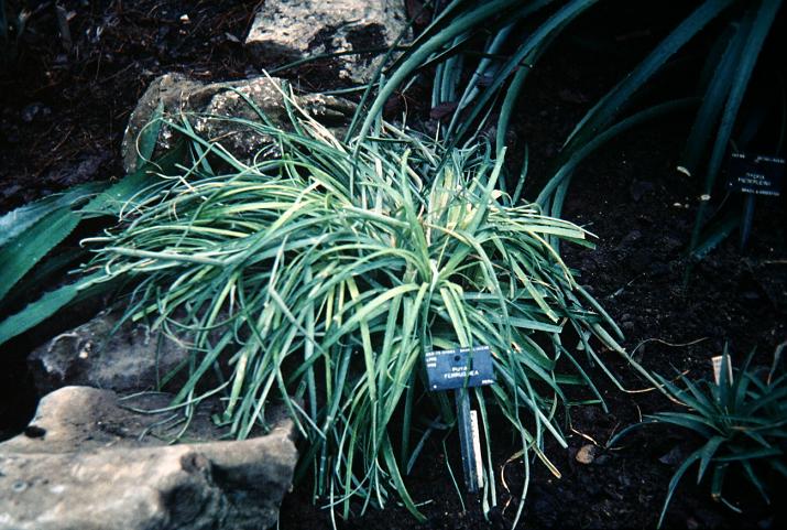 Puya ferruginea 