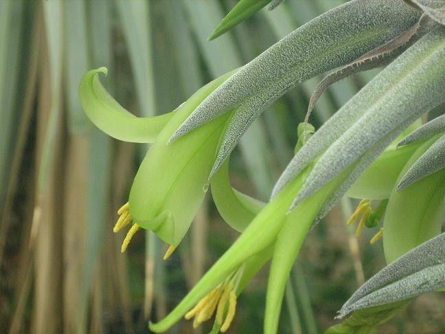 Puya mirabilis 