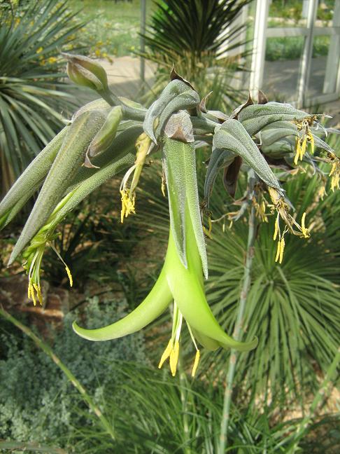 Puya mirabilis 