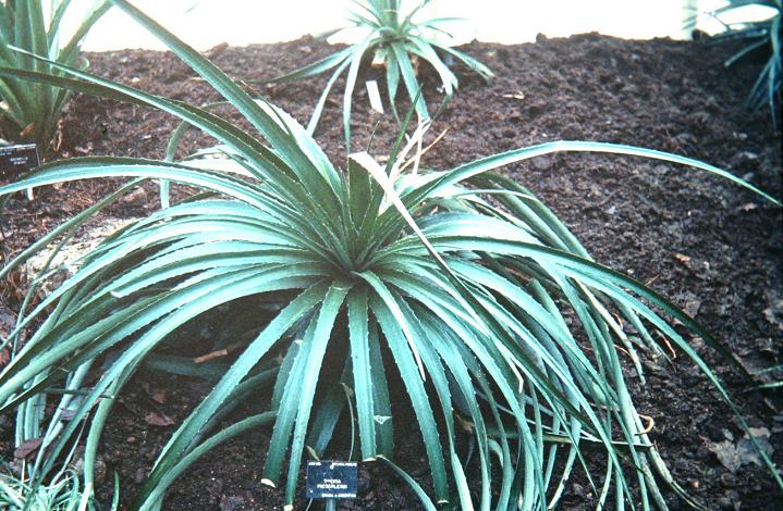 Puya niederleinii 