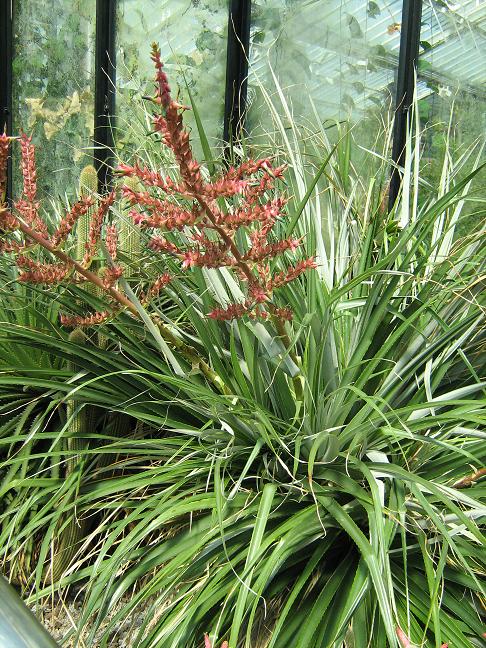 Puya spathacea 