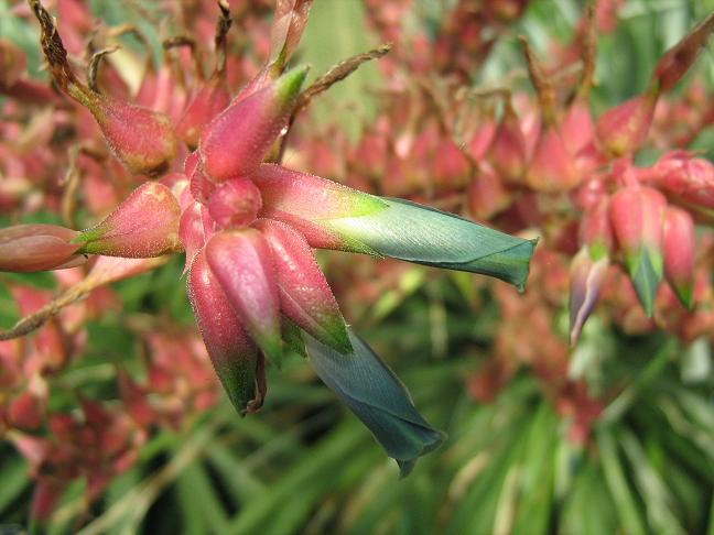 Puya spathacea 