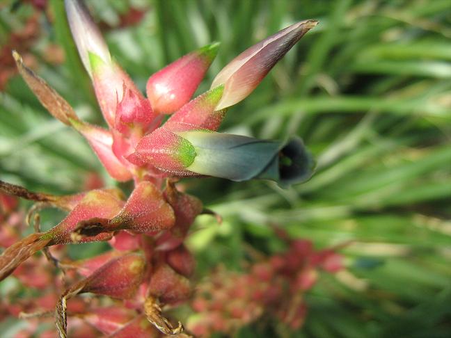 Puya spathacea 