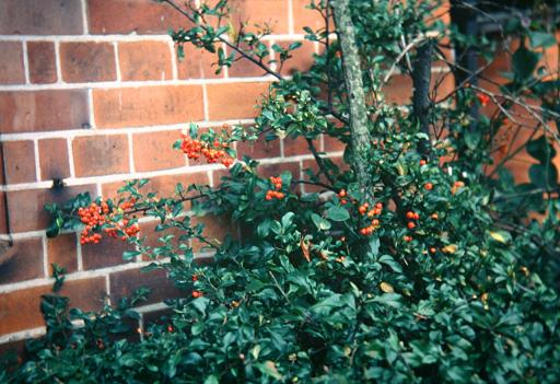 Pyracantha coccinea 