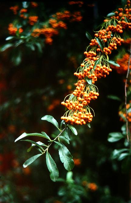 Pyracantha crenulata 