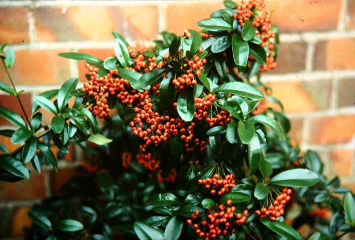 Pyracantha 'Gibbsii' 