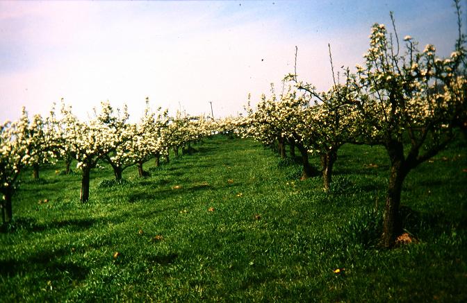 Pyrus communis 