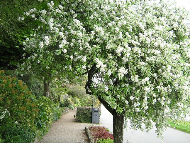 Pyrus salicifolia 'Pendula' 