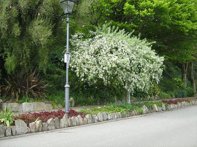 Pyrus salicifolia 'Pendula' 