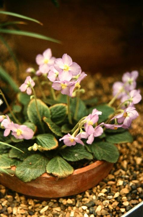 Ramonda nathaliae 