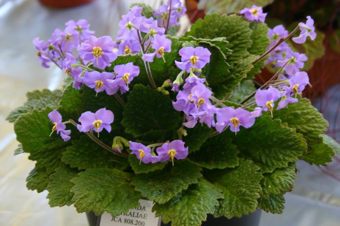 Ramonda nathaliae 