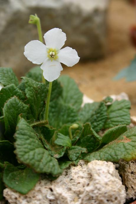 Ramonda nathaliae 'Alba' 