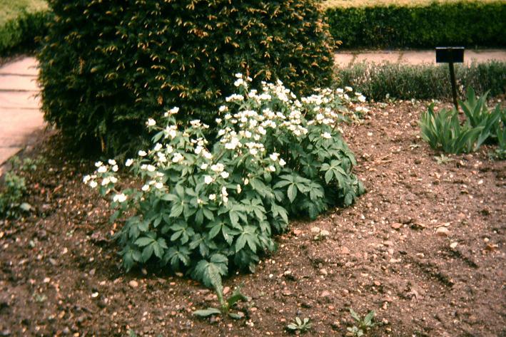 Ranunculus aconitifolius 