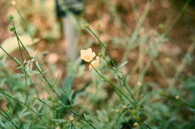 Ranunculus bulbosus 'F.M.Burton' 