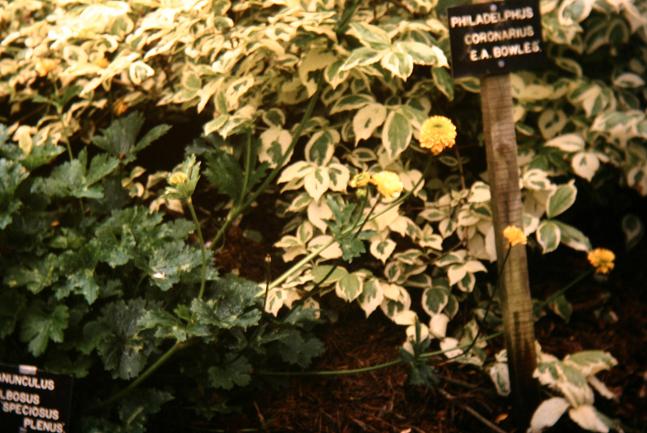 Ranunculus bulbosus 'Speciosus Plenus' 
