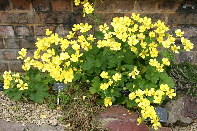 Ranunculus creticus 