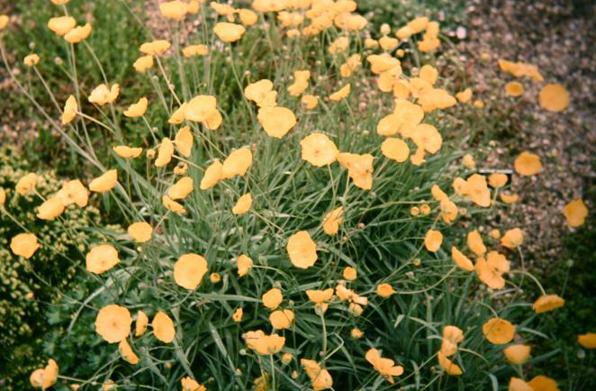 Ranunculus graminifolius phoenicifolius 