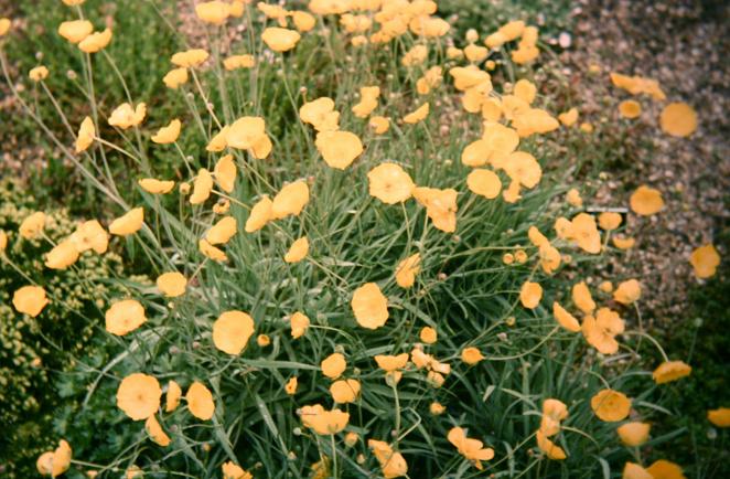 Ranunculus graminifolius phoenicifolius 