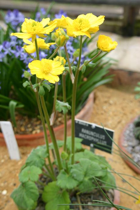 Ranunculus macrophyllus 