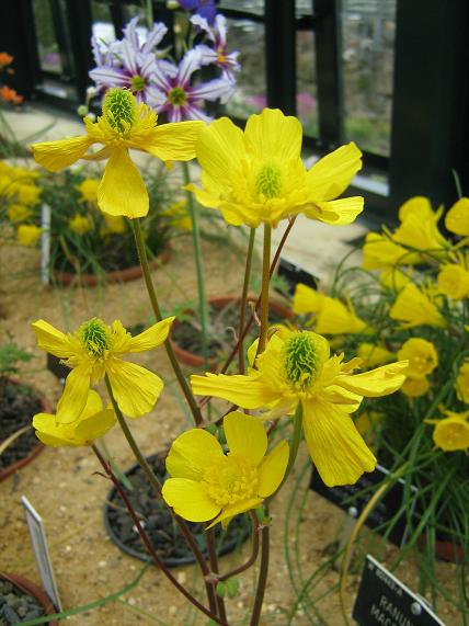 Ranunculus macrophyllus 