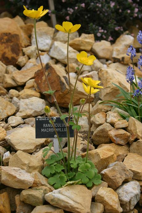 Ranunculus macrophyllus 