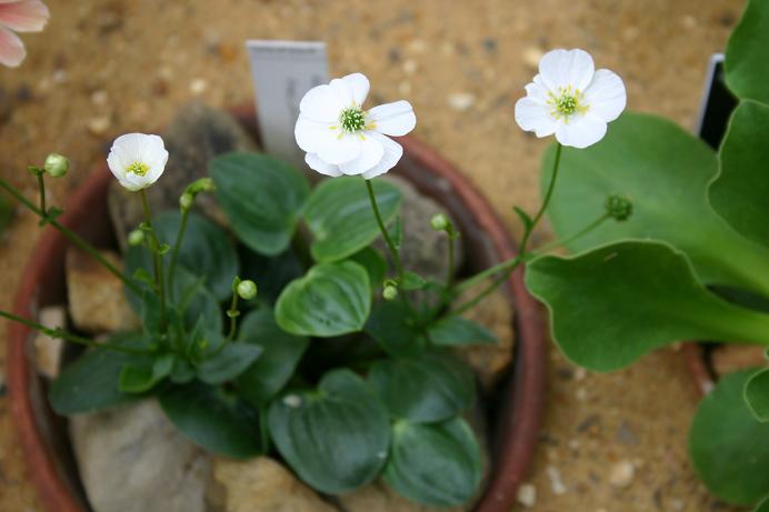 Ranunculus parnassifolius 