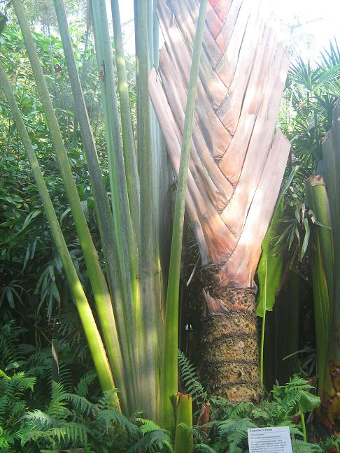 Ravenala madagascariensis 