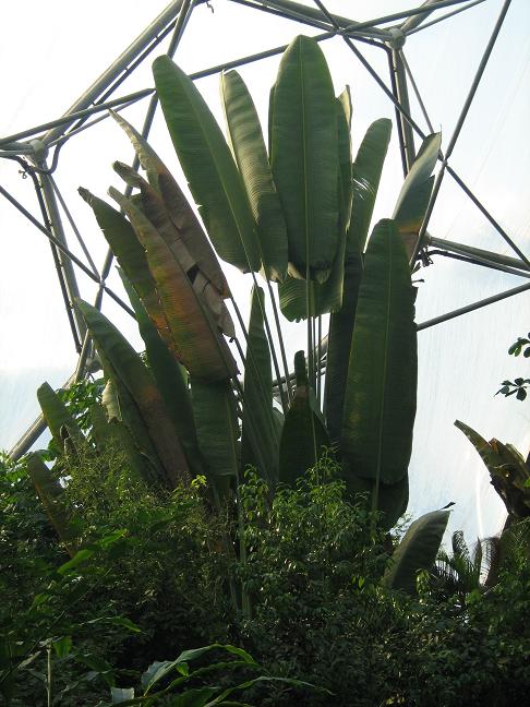 Ravenala madagascariensis 