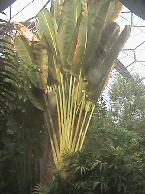 Ravenala madagascariensis 