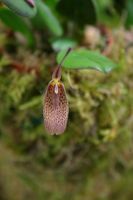 Restrepia elegans 