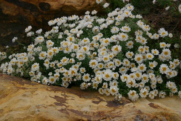 Rhodanthe anthemoides 